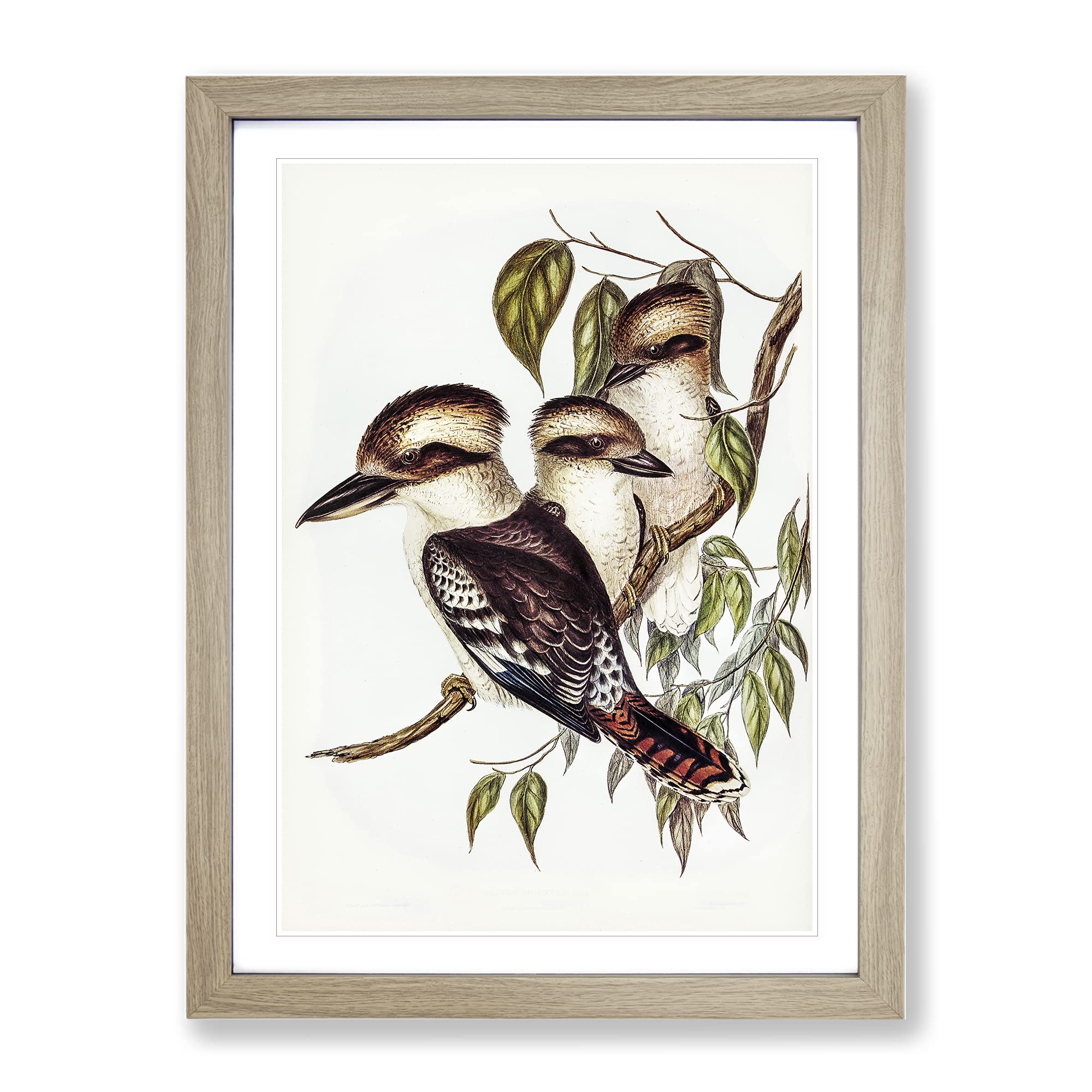 Great Brown Kingfishers By Elizabeth Gould Vintage Framed Wall Art Print, Ready to Hang Picture for Living Room Bedroom Home Office Décor, Oak A4 (34 x 25 cm)