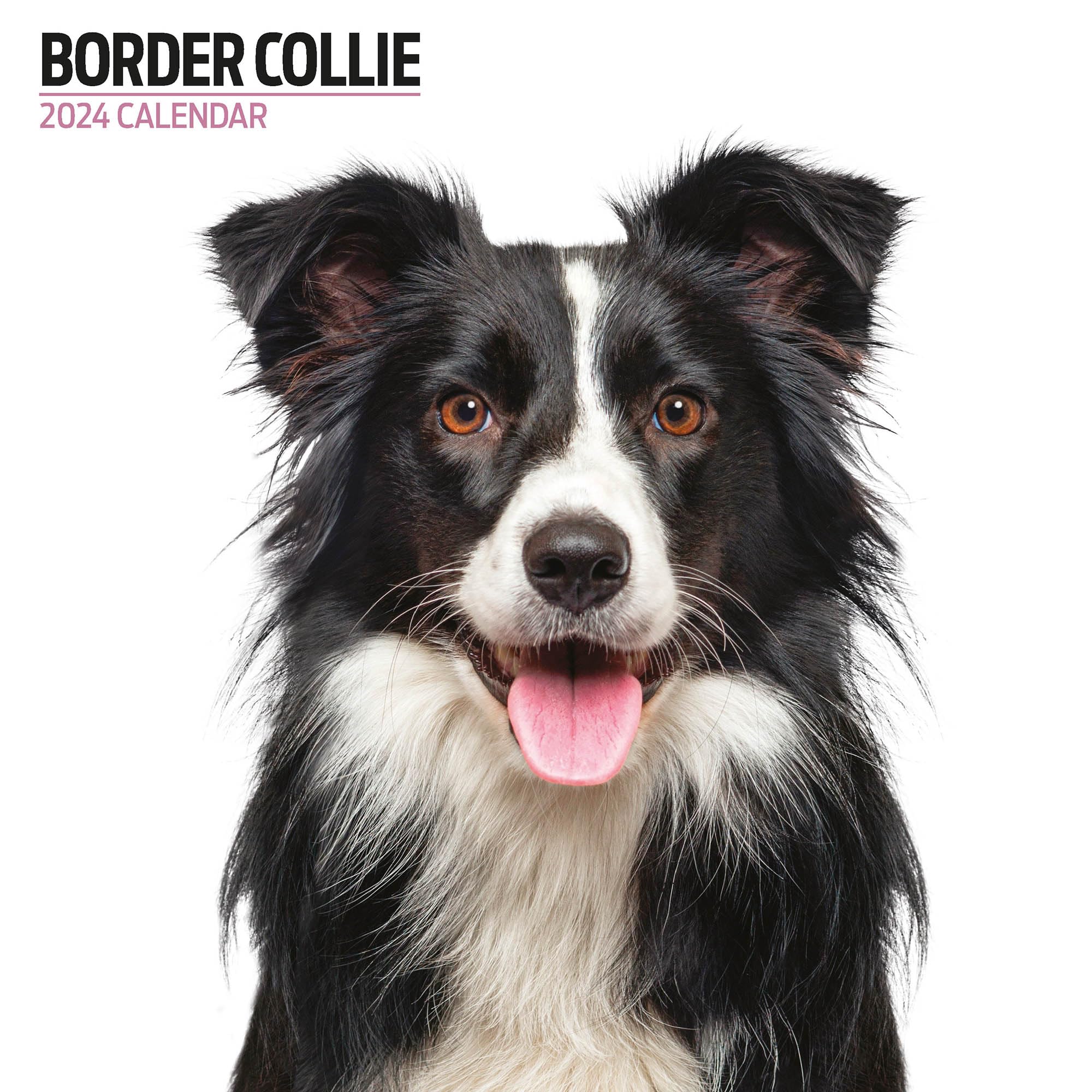 Border Collie Modern 2024 Calendar