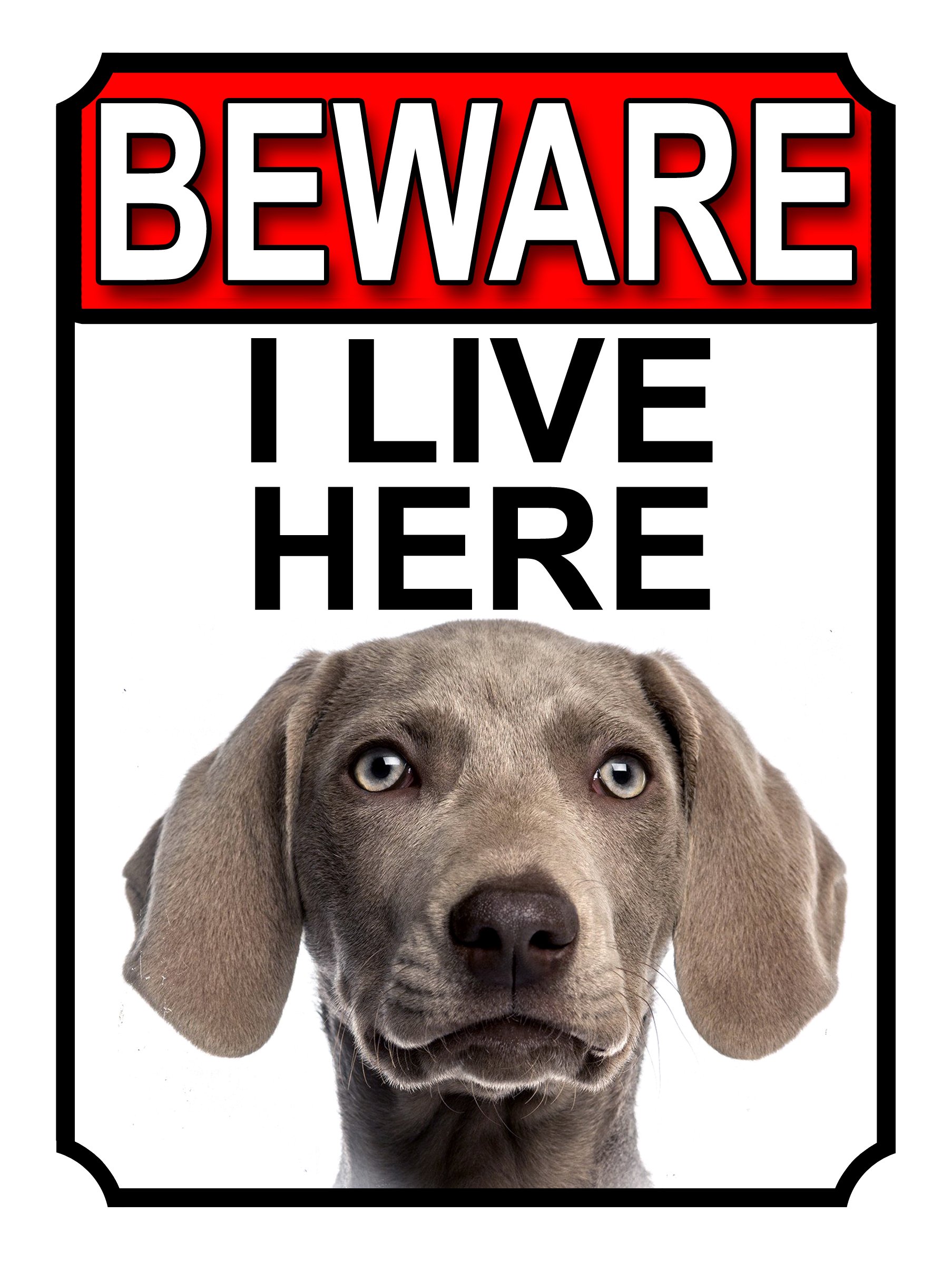 SHAWPRINT BEWARE I LIVE HERE METAL GATE SIGN WEIMARANER 200MM X 10MM (1092H1)