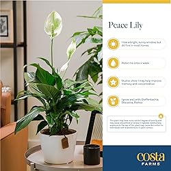 Costa Farms Peace Lily, Live Indoor Plant with