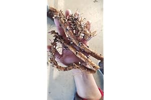 PUBLIC DOMAIN (NO OWNERSHIP) Hop Rhizomes - Mount Hood