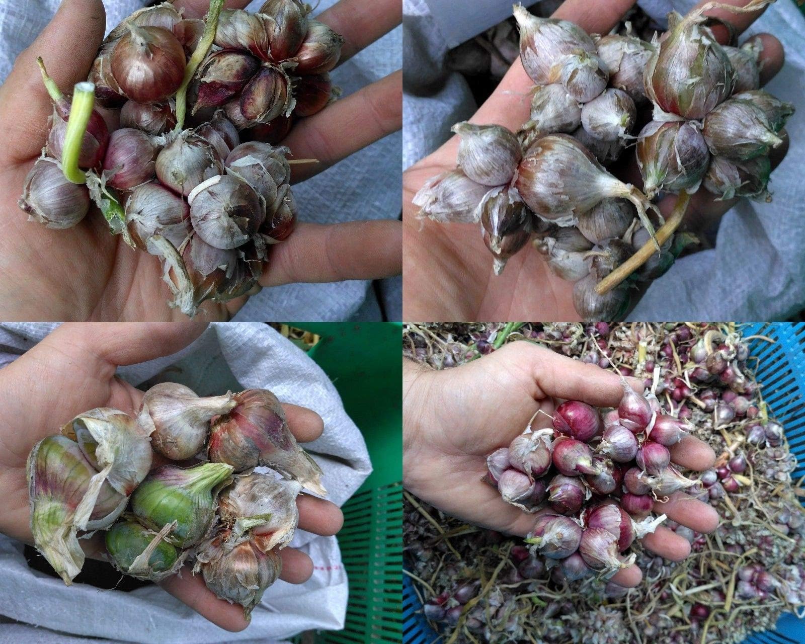 Seeds Package: 10X Moritz : Egyptian Flying Walking Seed Onion- Catawissa Moritz Amish Mccullar Red- 10X