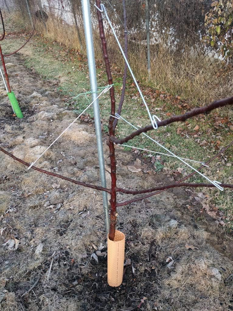 Spreaders Lifetime Fruit Tree Branch Spreader Home Orchard Pack Better Fruit 10 Made In Usa 10 20 Spreaders Total 12 Inch Spreaders And Stronger Trees 18 Inch Spreaders Kitchen Dining