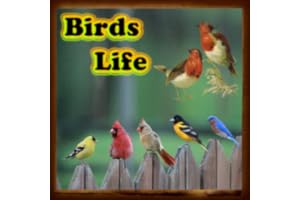 Birds Life