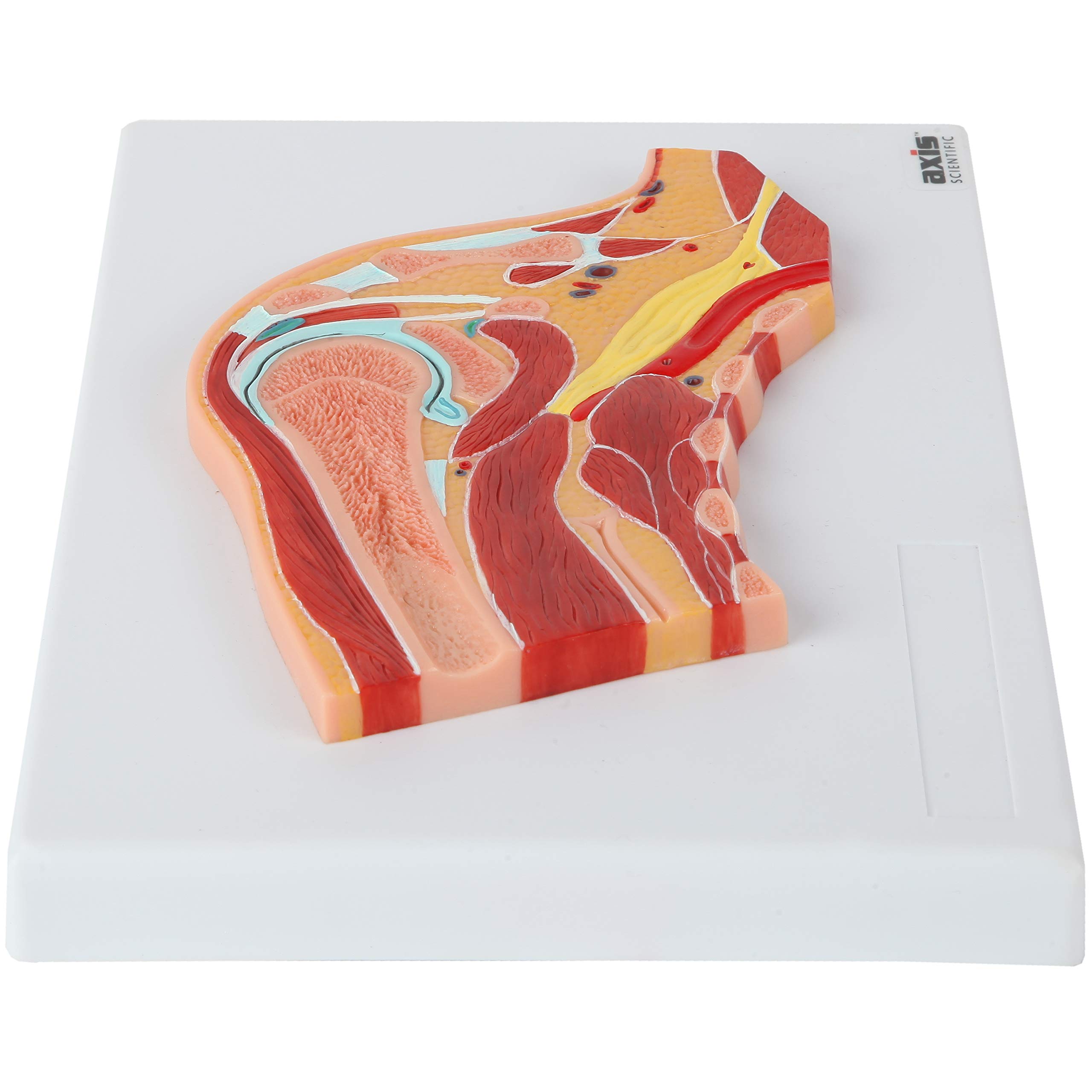 Axis Scientific Life Size Shoulder Joint Cross Section Anatomy Model Human Body Replica of Shoulder, Includes Product Manual, Students Medical Professionals Professors Display