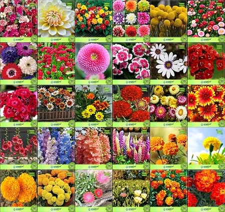 Creative Farmer Flower Seeds : Plant Seeds For Home Garden Flowers Combo of 30 Packet of Seeds Winter, Summer & Spring & All Season Garden Flower Seeds Pack By CreativeFarmer