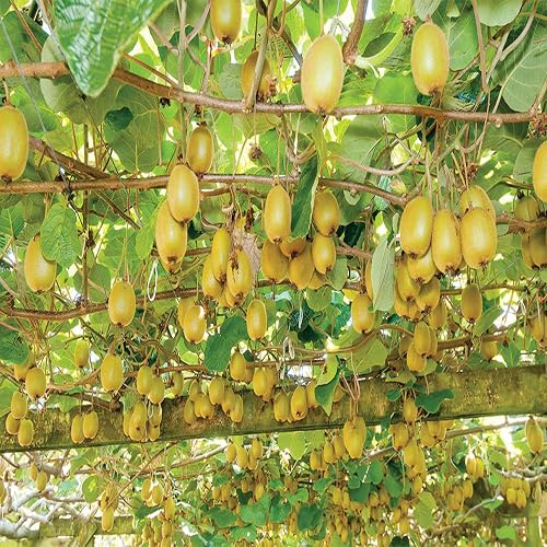 thumbnail image 2 of 10 Golden Kiwi Seeds - Actinidia Chinensis - Sweet Fruit Seeds For Home Garden 2 of 5