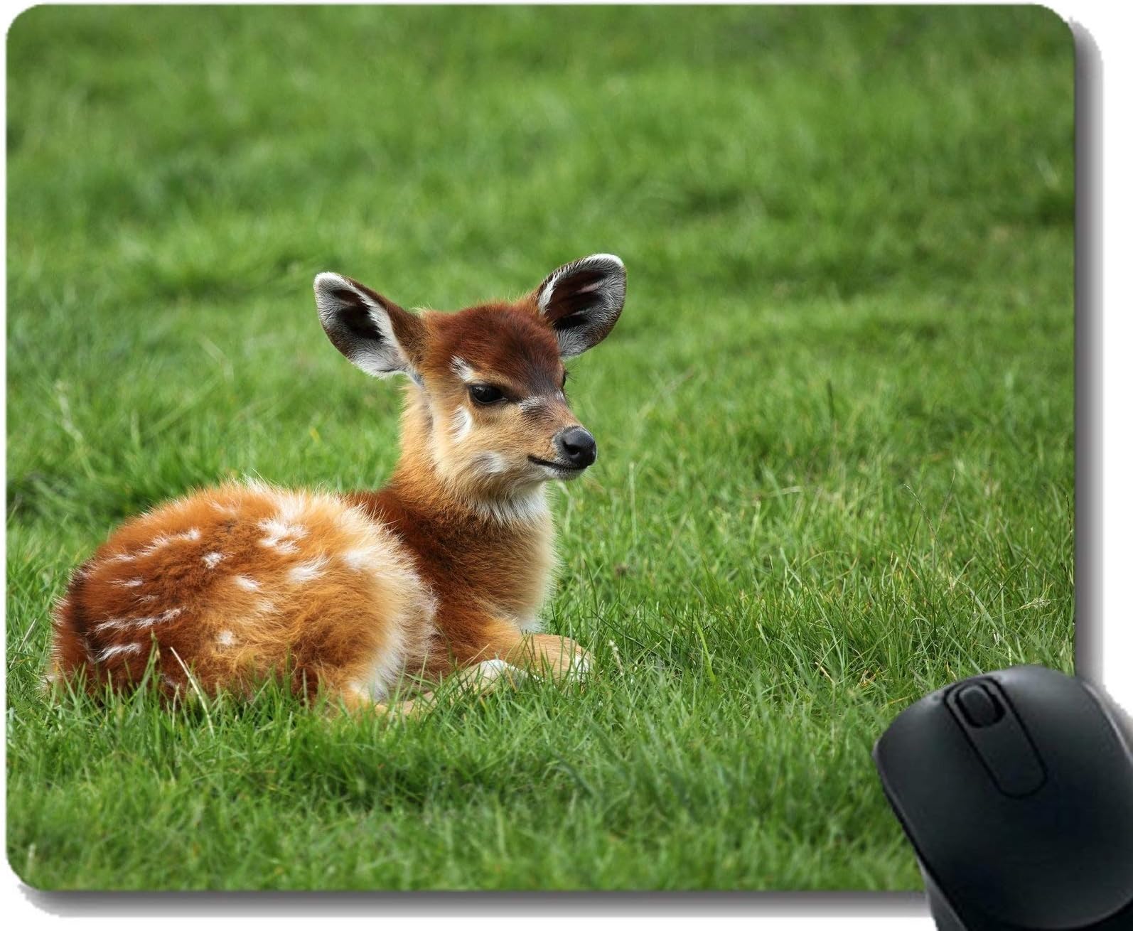 Anti Slip Mouse Mat for Desktops,Wild Zoo Young Baby -Stitched Edges
