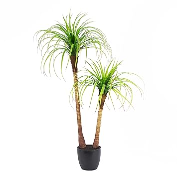 Yucca rostrata jardiland