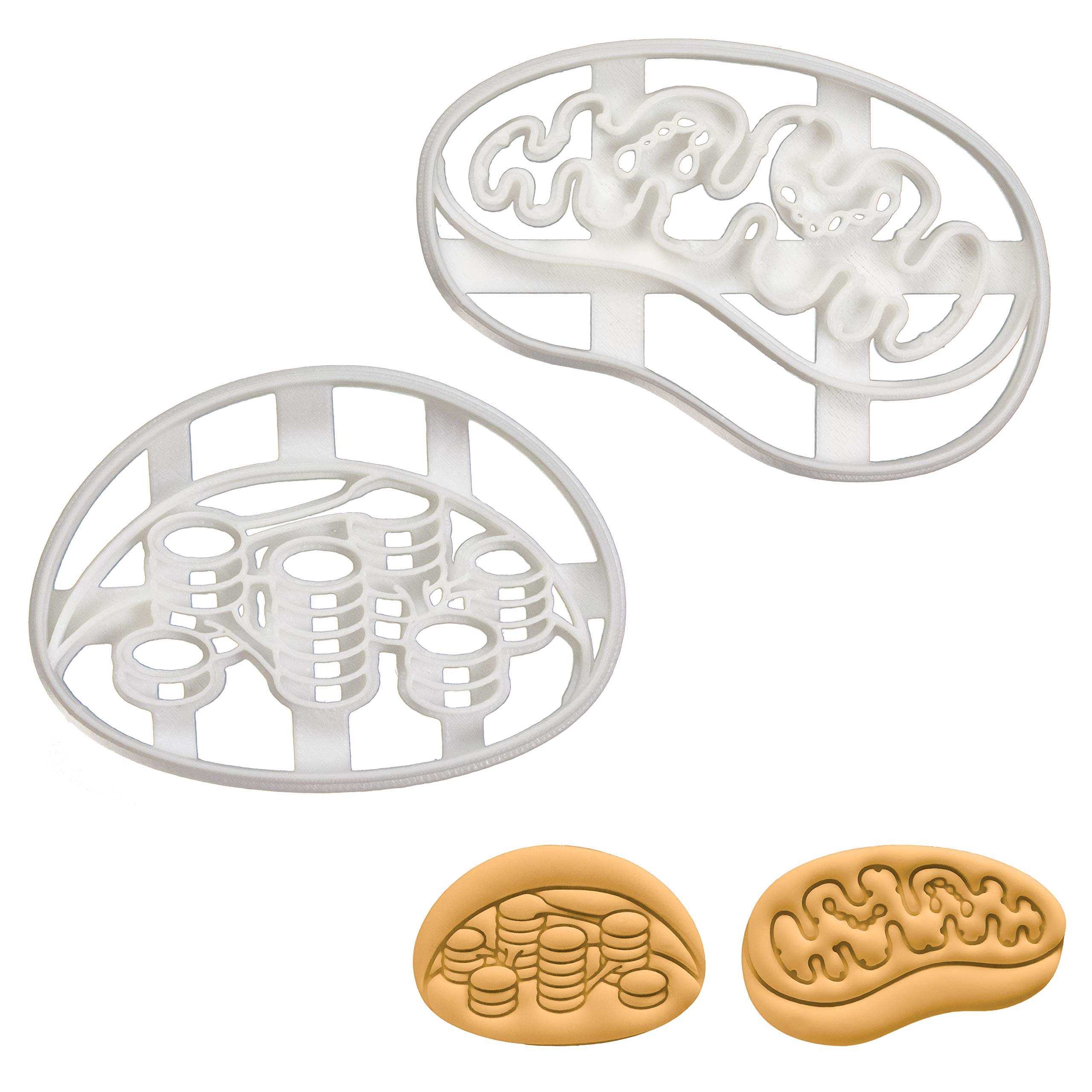 BAKERLOGY Set of 2 Cookie Cutters (Designs: Mitochondria & Chloroplast) - Detailed Biscuit Cutter Design for Baking and Crafts, Ideal on Fondant, Dough, Clay