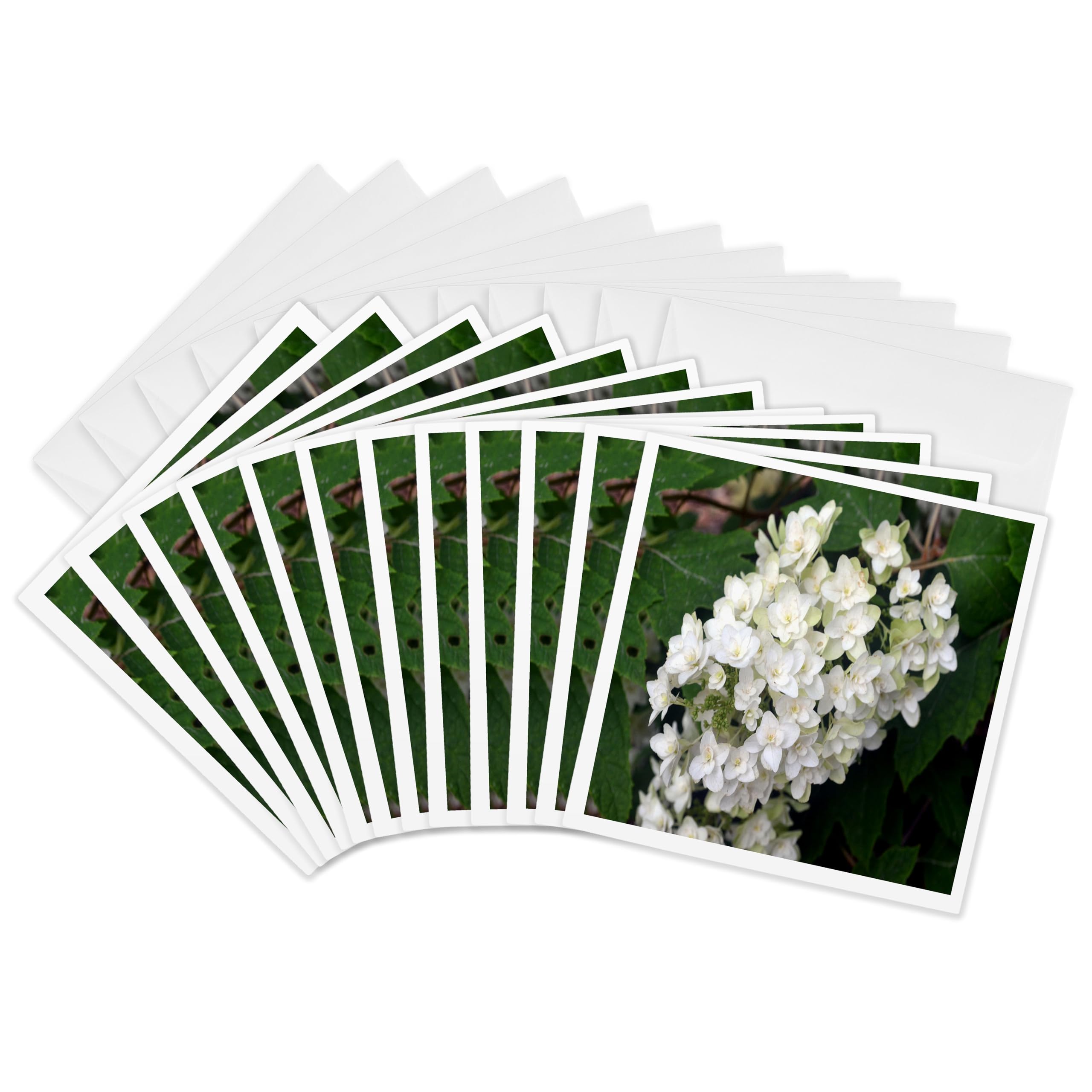 3dRose gc_22548_2 6 x 6-Inch "Oakleaf Hydrangea White Flowering Bush" Greeting Card (Pack of 12)