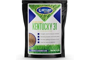 Hit List Seed Kentucky 31 K31 Tall Fescue Grass Seed, 5 lbs - Drought Tolerant, Hardy & Abuse Tolerant, Excellent Forage, Pure Seed, Genuine KY31 Seeds, Weed Free, Hunting, Attractive to Deer and Elk