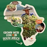 Sesemane's Just Catnip Organic Catnip Fine Blend South Africa Extra Strong view 5