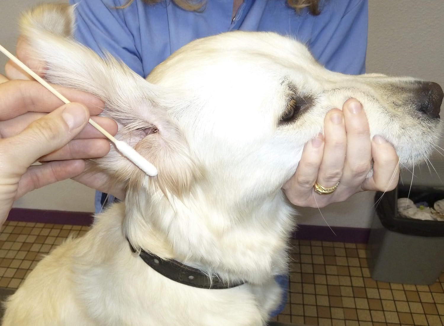 Dog Ear Cleaning Gentle Enhanced Cotton Bud Large Bamboo Stick Wax