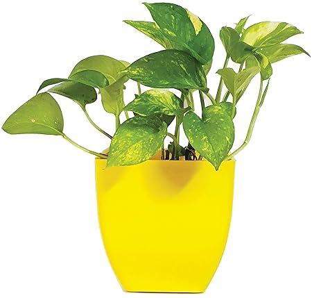 Grun Air Purifying - Decorative - Green Money Plant [Pothos Plant]