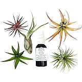 6 pcs Tillandsia Air Plant Lot/Kit includes 5 Plants and 1 bottle of Organic Air Plant Fertilizer Food. Indoor Plants measure 2"- 5" size