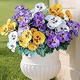 Iare.NiKoo 6 Bundles Outdoor Artificial Pansy Flowers - UV Resistant Silk Faux Pansies (Purple, Yellow, White) for Planter, Front Door, Porch, Yard, Patio, Window Box & Home Decor