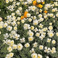 Eden Brothers California Poppy Seeds - White Linen