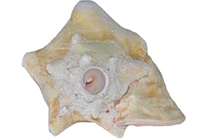 Large Bahama Conch Shell Horn (Pink) - 7-9 inch