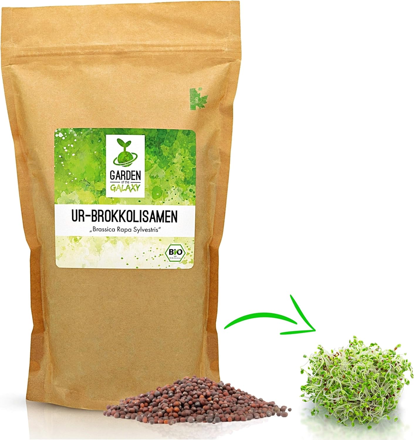 Brokkoli Samen Bio [200 Gr] - Brokkolisamen mit hohem Sulforaphan Gehalt dank Sorte"Brassica rapa sylvestris" direkt aus Italien - Brokkolisprossen