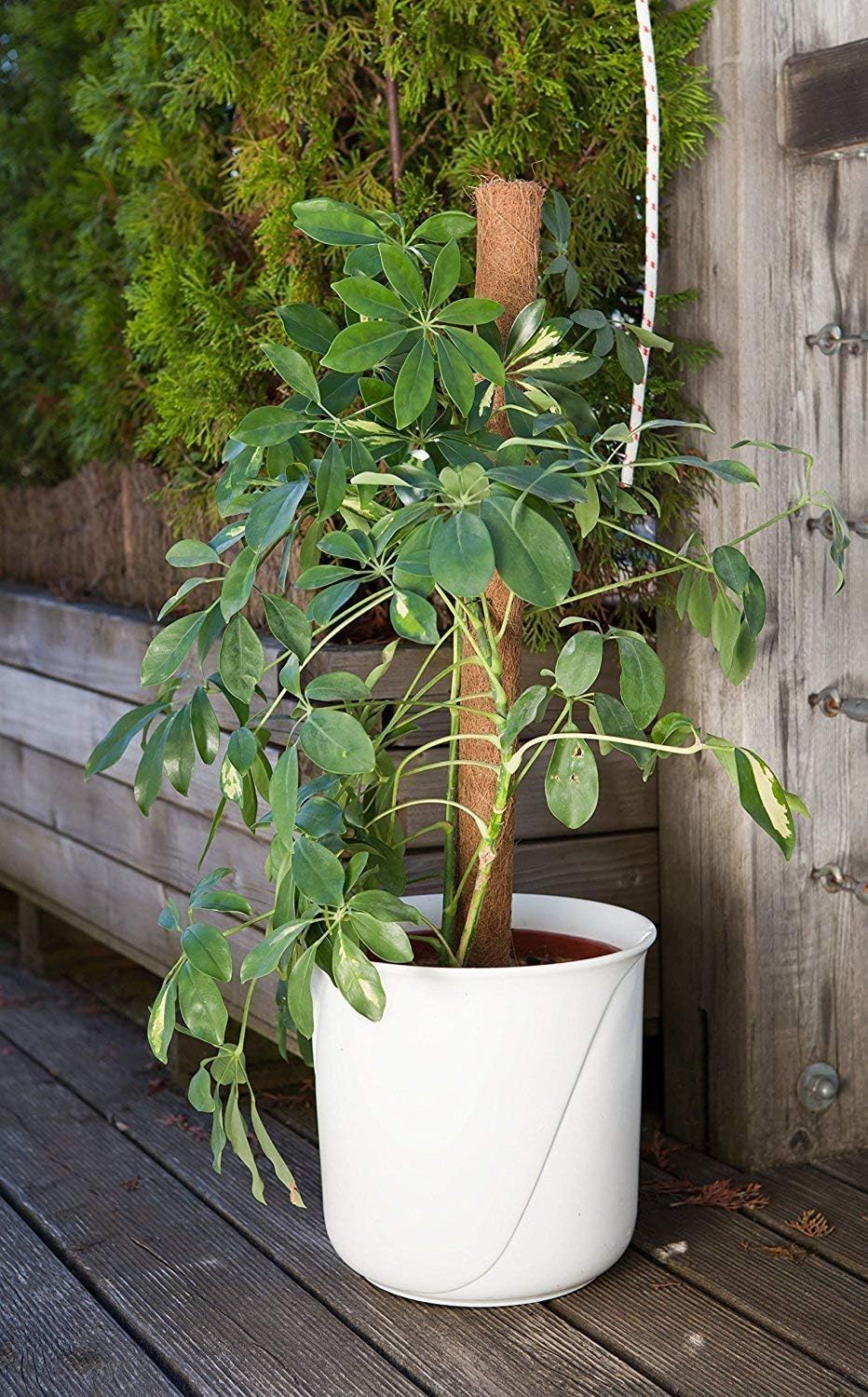 Solagua Palo de Fibra de Coco Plantas Trepadoras Guía para Plantas ...