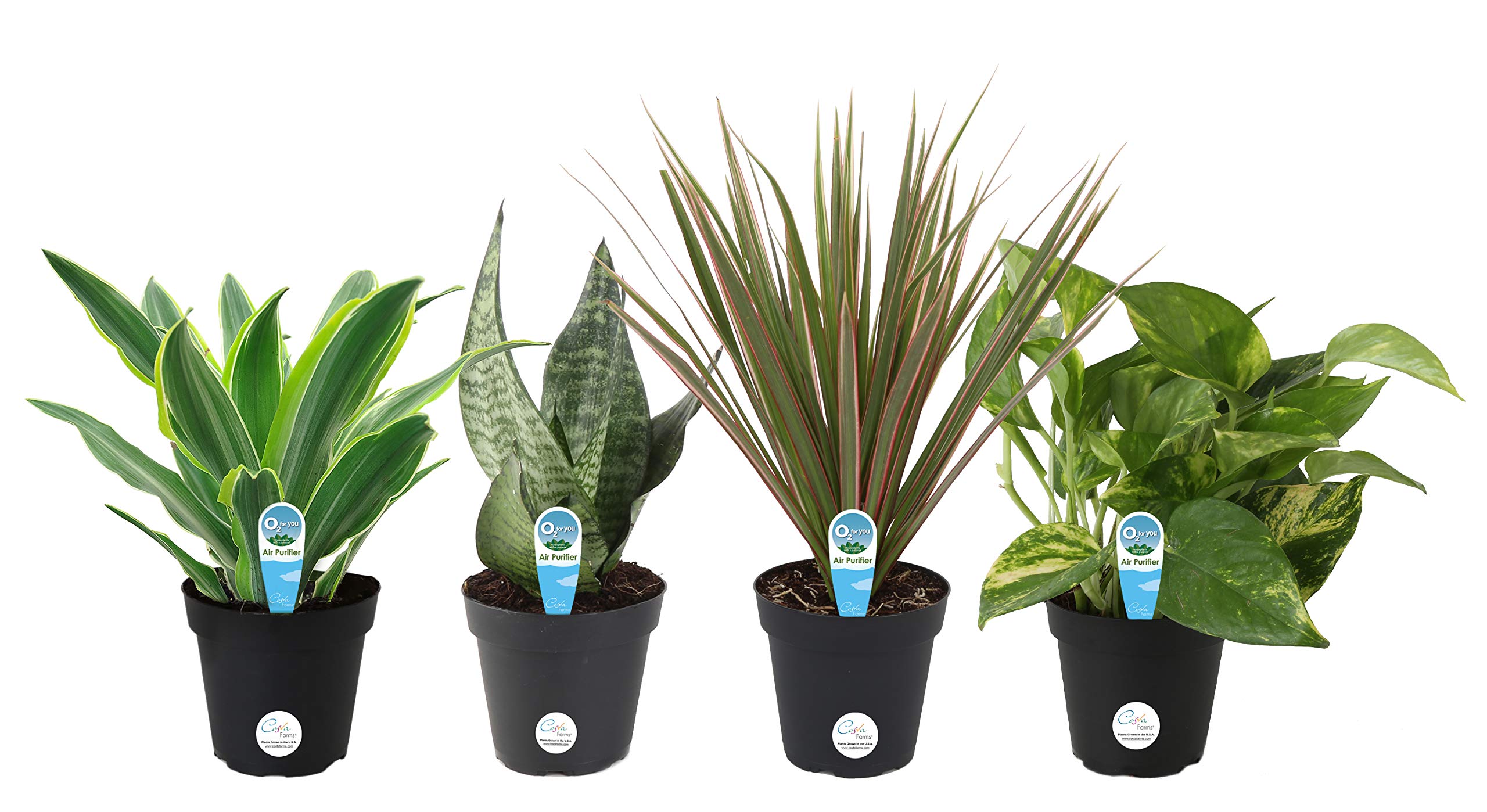 Costa Farms Clean Air-O2 For You Live House Plant Collection 4-Pack, Assorted Foliage, 4-Inch, Green