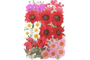 FLYEKIST 10 Types 50PCS Real Dried Pressed Flowers,Natural Dried Flowers for DIY Art Craft ,Aromatherapy, Soap, Candle Making, Photo Frames, Necklaces, Manicure, Earrings & Other Decor