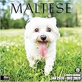 RED EMBER Select - Maltese 2026 Wall Calendar 12 Month | 12" x 24" Open | Thick & Sturdy Paper | Holiday Gift | Cute Puppy Dog Calendar 2026