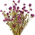 CISDUEO Dried Flower Purple Globe Amaranth Bouquet for Wedding Table Vase Decor Boho DIY Wreath Floral Home Office Party Garden Decoration