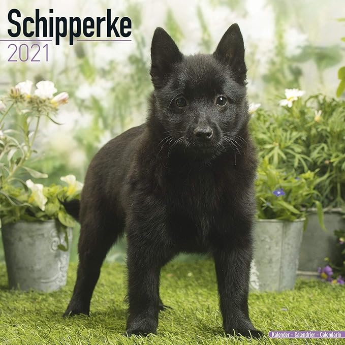 chocolate schipperke