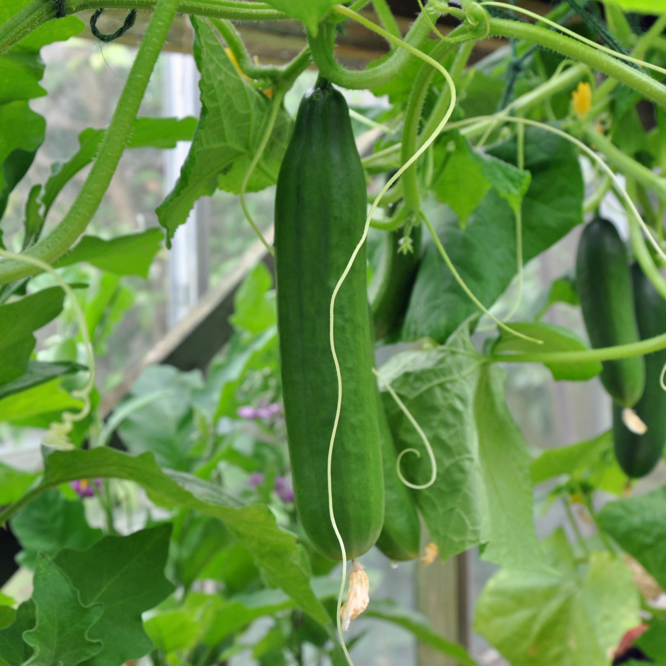PREMIER SEEDS DIRECT - Cucumber - Telegraph - 40 Finest Seeds (Greenhouse)