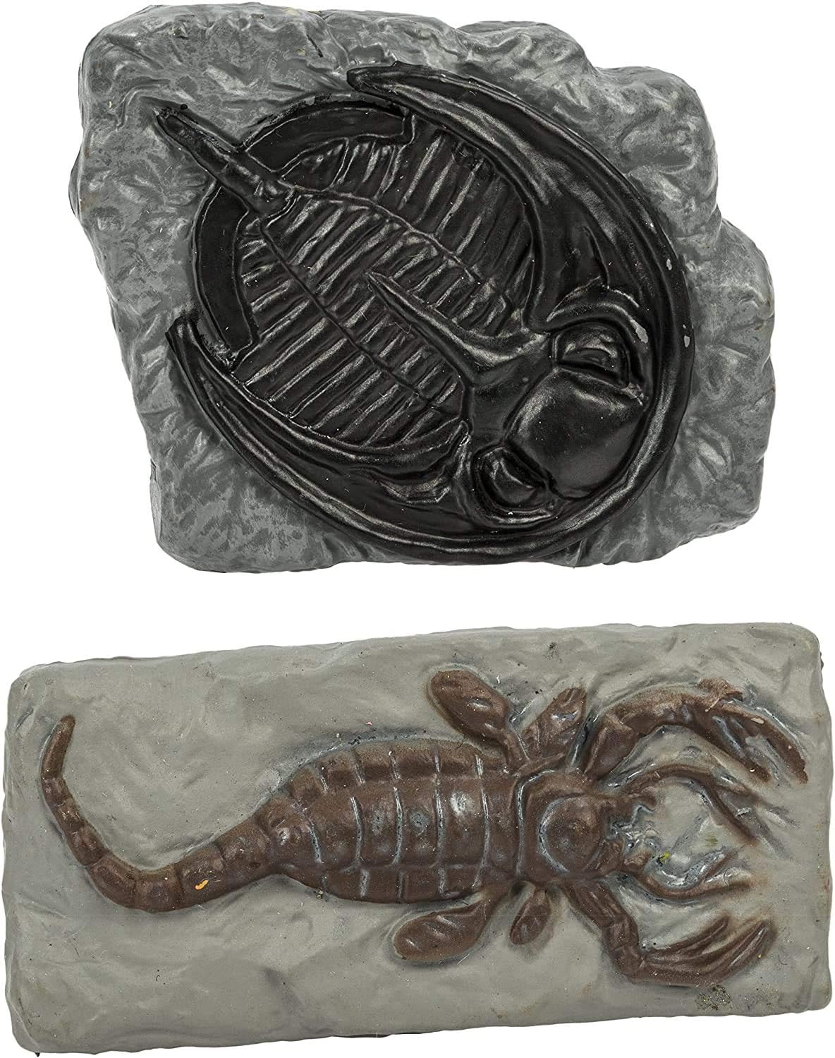 Safari 684804 Ancient Fossils - Image 3