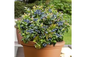 KVITER 100 Blueberry Seeds (Vaccinium Angustifolium) – Sweet Dwarf Lowbush Blueberry Plant Seeds, Heirloom Fruit Seeds Non GMO Organic – Top Hat Berry Fresh Fruit Seeds for Outdoor & Indoor Gardens