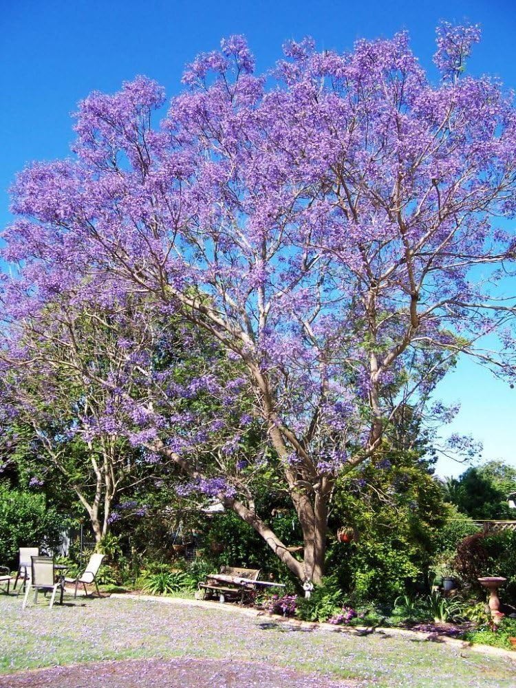 Seeds and Things Blue Jacaranda Tree 20 Seeds - Tropical by Seeds and Things