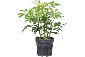 Thorsen's Greenhouse Live Arboricola Umbrella Tree Plant, Schefflera Arboricola, Natural Air Purifier, Easy to Grow, Live Indoor Houseplant, 4-inch Diameter (Growers Pot)