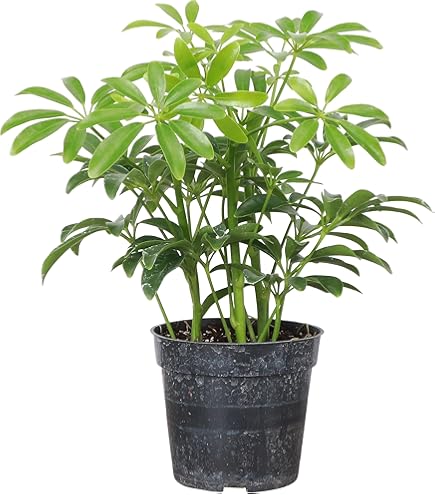 Amazon.com : Schefflera Arboricola - Dwarf Umbrella Tree (6