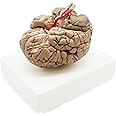 MAYMII Budget Brain with Arteries Model Medical Anatomical Brain Model, 9 Parts