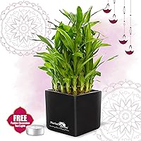 Nurturing Green Lucky Bamboo Two Layer