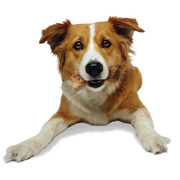 NYLABONE HEALTHY EDIBLES WILD NATURAL DOG CHEWS, LONG LASTING BONES FOR DOGS, BISON FLAVOR DOG TREATS, MEDIUM (2 COUNT)