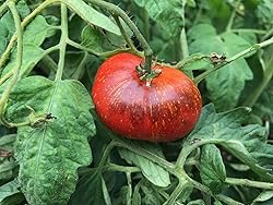 Dark Galaxy Heirloom Tomato Premium Seeds for
