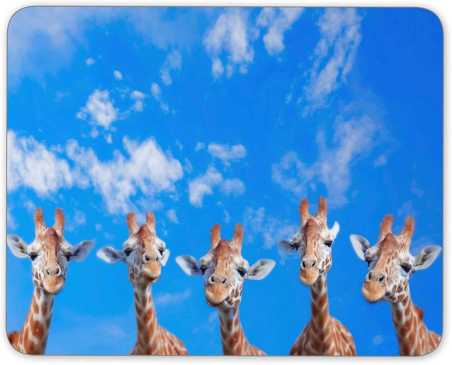Best Giraffe Desk Calendar 2019