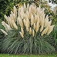 Pampas Grass (2.5 Quart) Tall Ornamental Perennial with White Plumes - Full Sun Live Outdoor Plant