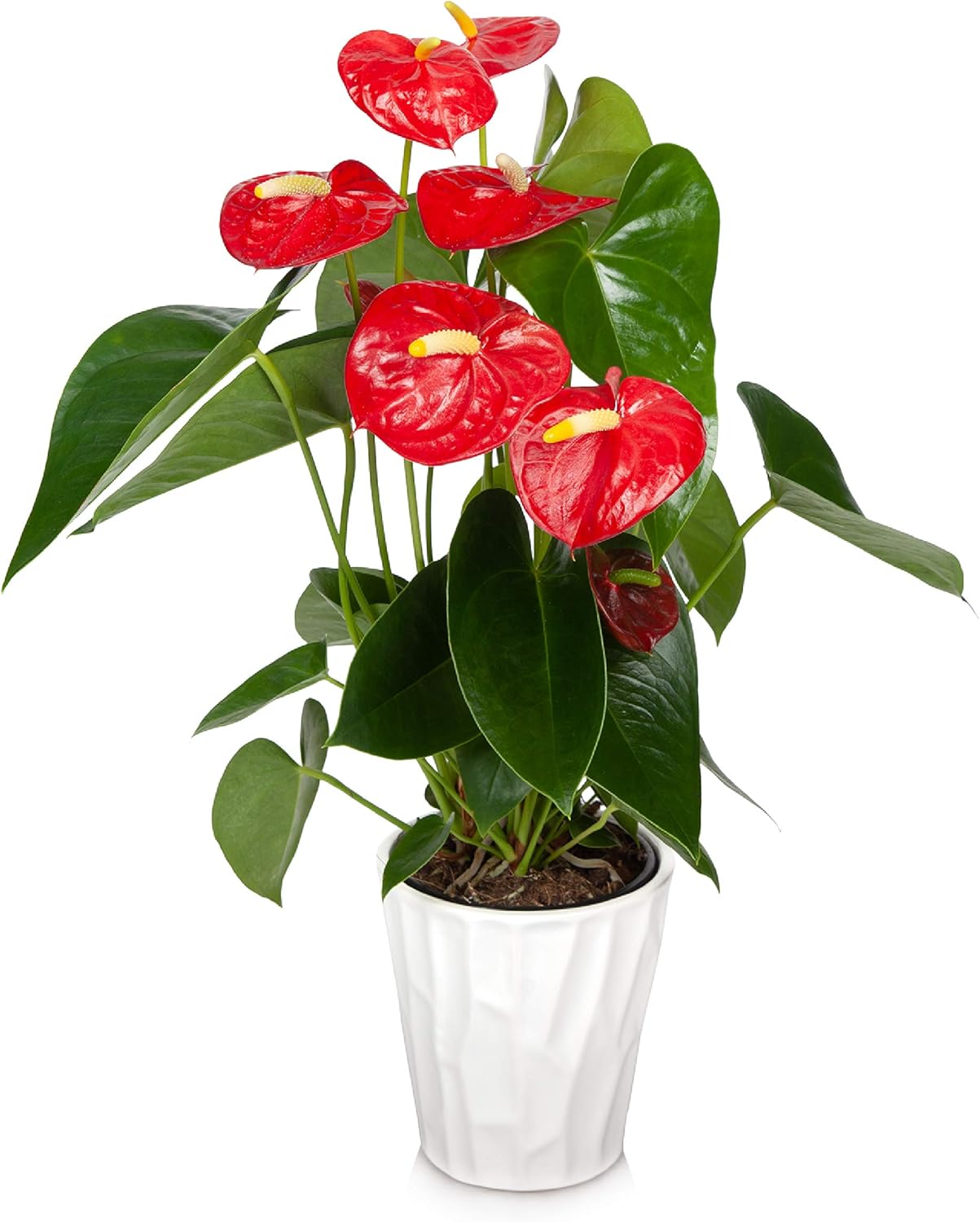 Just Add Ice JAI260 Anthurium Easy Care 