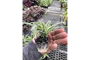 AUGUST BREEZE FARM 3 Pack Airplane Spider Plant – Live Indoor Houseplant | Air-Purifying, Low Maintenance, Thrives in Home & Office | Live Plants Indoor, Variegated Houseplant