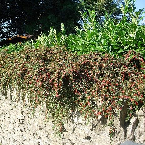 Cotoneaster Horizontalis Cotoneaster Horizontalis Plant In 9 Cm Pot Amazon Co Uk Garden Outdoors