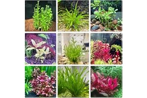 150pcs Aquarium Plants Grass Seeds, Gift Garden, Aquatic Plant Seeds, Green Roof Houseplant Seed Best Gardening Mini Plants P
