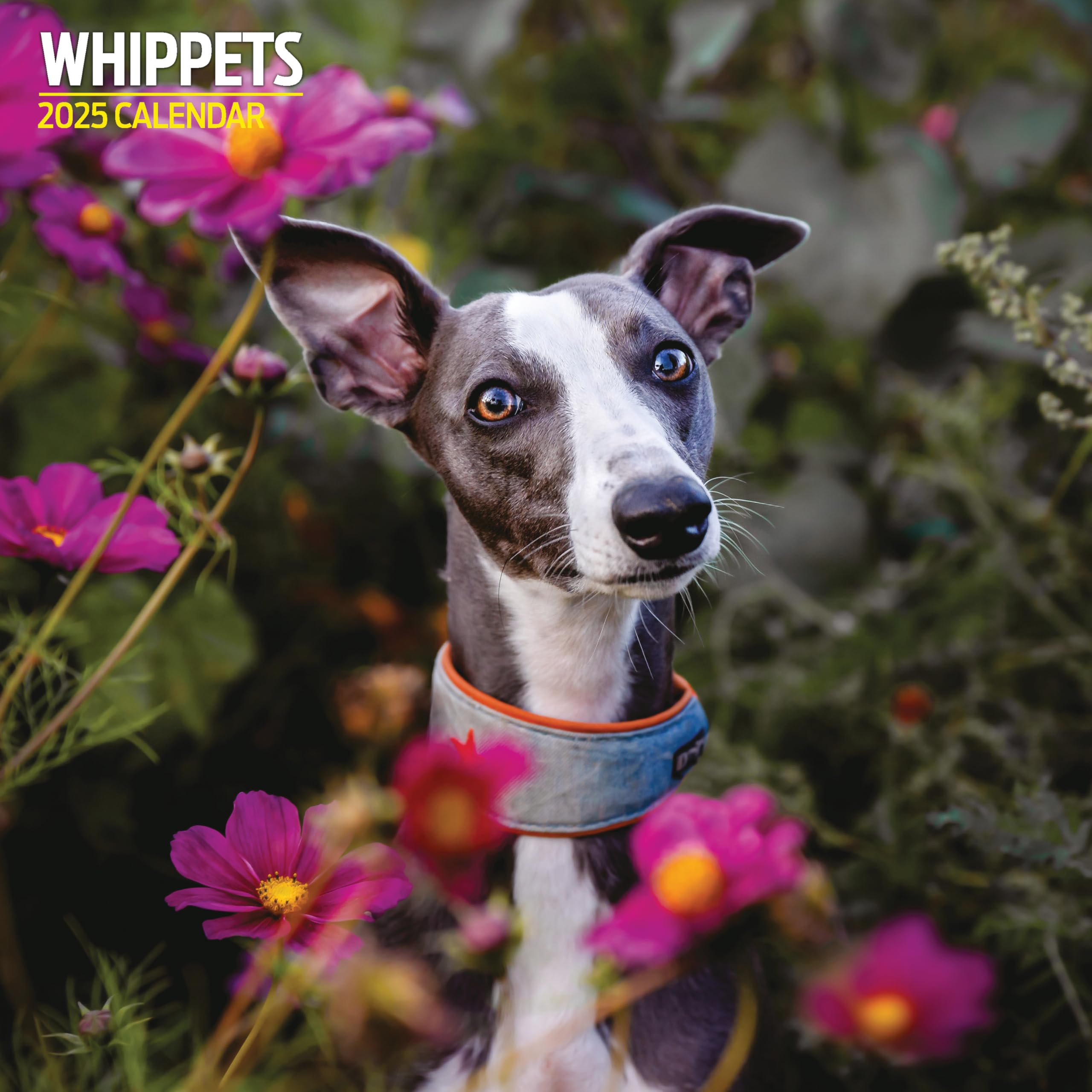 Whippets 2025 Traditional Calendar