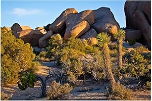 ZatiasMiller Reptile Habitat Background Joshua Trees Desert Terrarium Background Blue Sky Desert Gobi Plants Landscape Backdrop Tank Wallpaper Background Decors Vinyl 30x18in