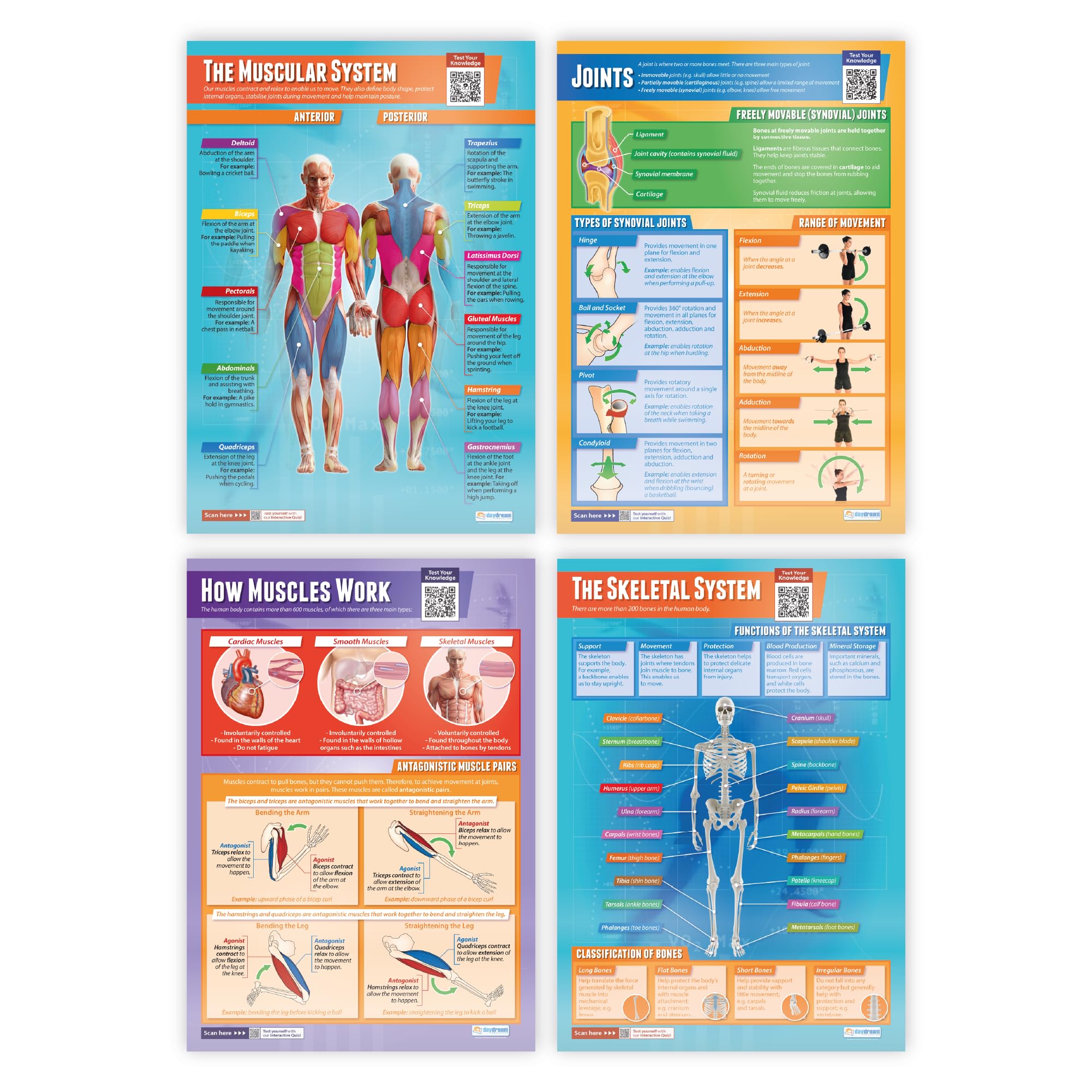 Daydream Education Muscular & Skeletal System Posters - Set of 4 - EXTRA LARGE - A1 (850mm x 594mm) - Laminated - Science Secondary School Wall Charts for the Classroom