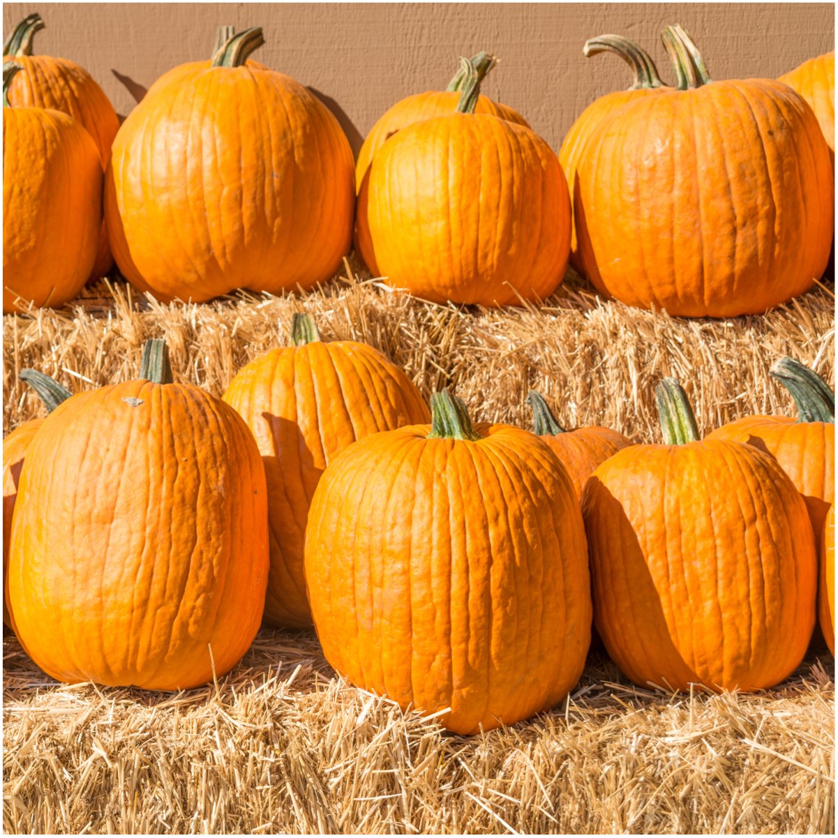 Jarrahdale Pumpkin Seeds Edible Jarrahdale Pumpkin Seeds